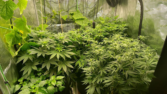 1000035015