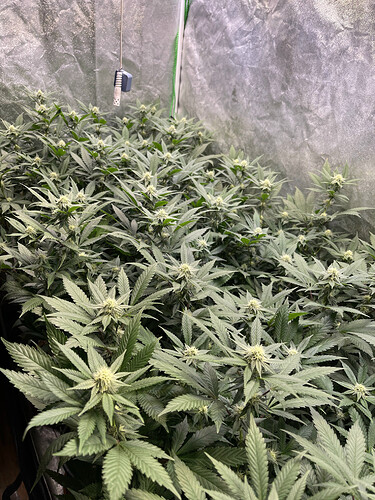 Growreport Bild 29