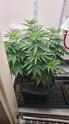 Growreport Bild 32