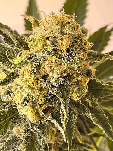 Growreport Bild 1