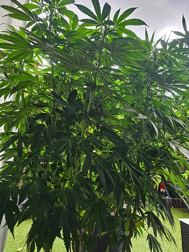 Growreport Bild 2