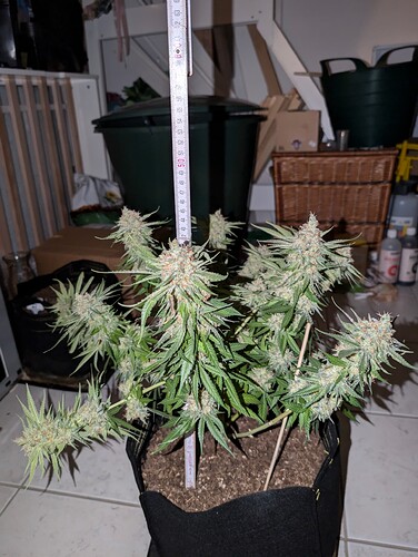 Growreport Bild 26