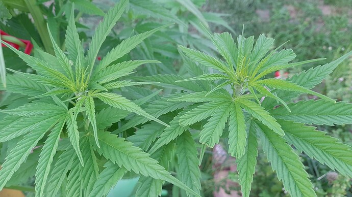 Growreport Bild 1