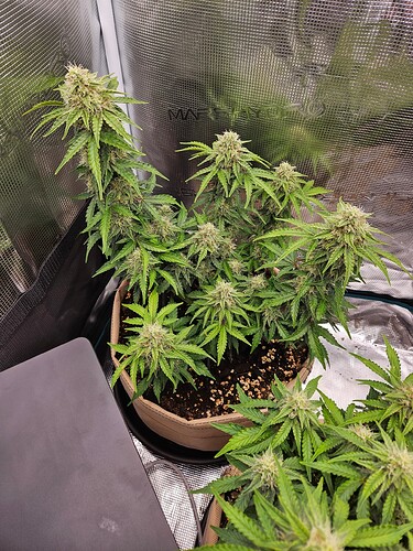 Growreport Bild 87