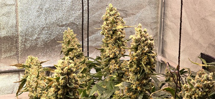 Growreport Bild 11