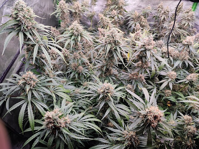 Growreport Bild 33