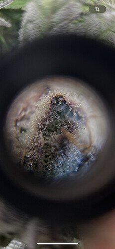 Growreport Bild 3