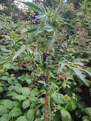 Growreport Bild 8