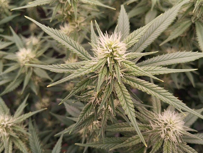 Growreport Bild 9