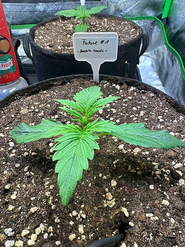 Growreport Bild 19