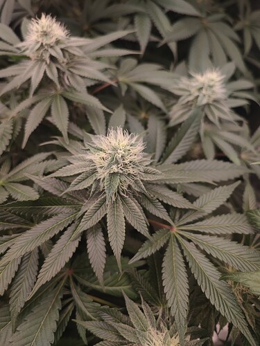 Growreport Bild 61
