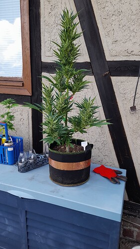 Growreport Bild 1