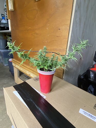 Growreport Bild 7