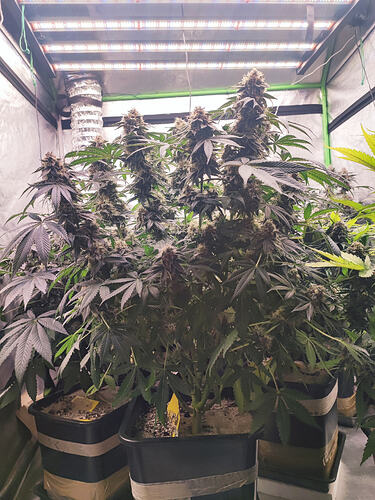 Growreport Bild 11