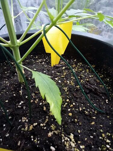 IMG_2025-04-01-20-32-26-608