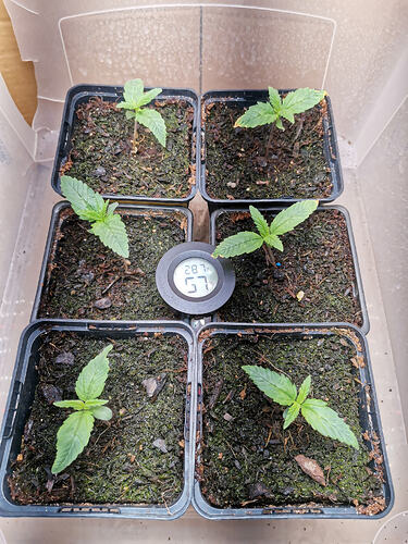 Lucky Hemp LT6