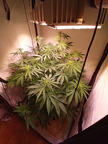 Growreport Bild 3