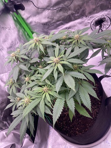 Growreport Bild 5