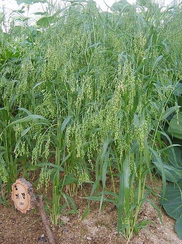 Growreport Bild 66