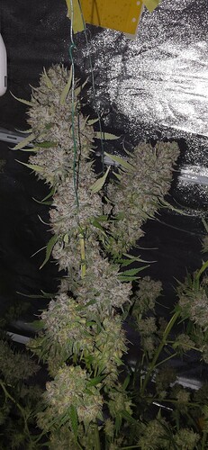 Growreport Bild 69