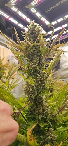 Growreport Bild 44