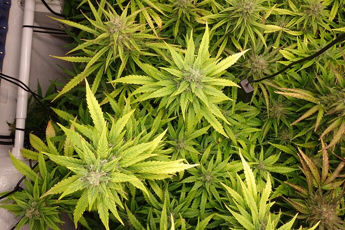 Growreport Bild 1