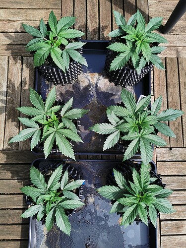 Growreport Bild 12