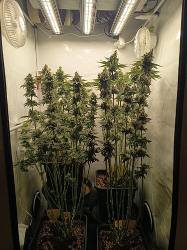 Growreport Bild 31