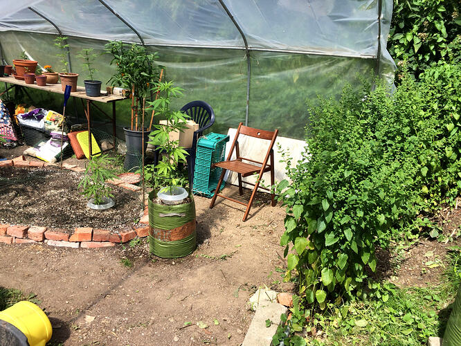Grow26070307