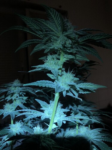 Growreport Bild 17