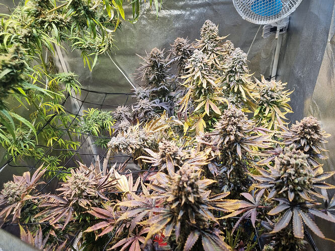 Mehrere Cannabis-Pflanzen in der Blütephase mit dicht gepackten, harzigen Buds und einigen violetten Blättern, in einem Growzelt mit einem Ventilator im Hintergrund.