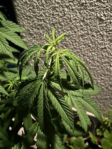 Growreport Bild 31