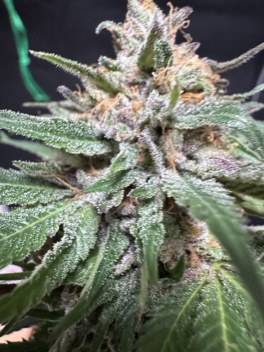 Growreport Bild 28