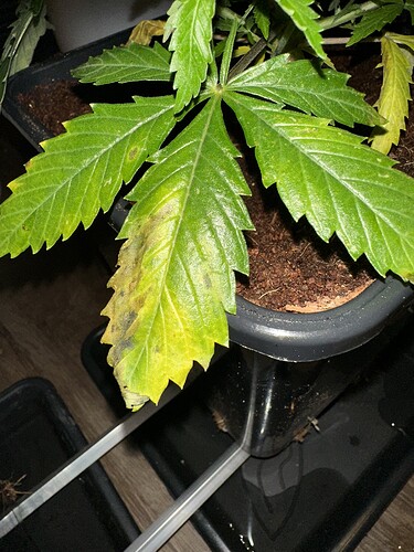 Growreport Bild 2