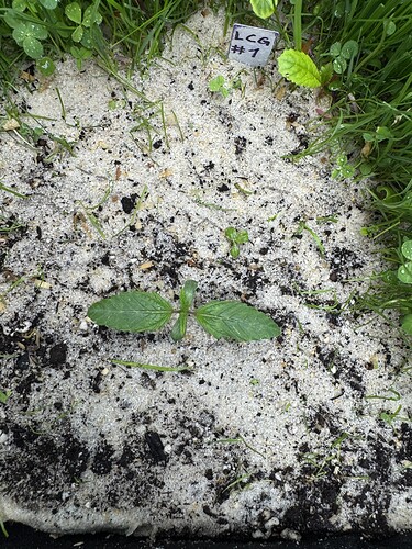 Growreport Bild 16