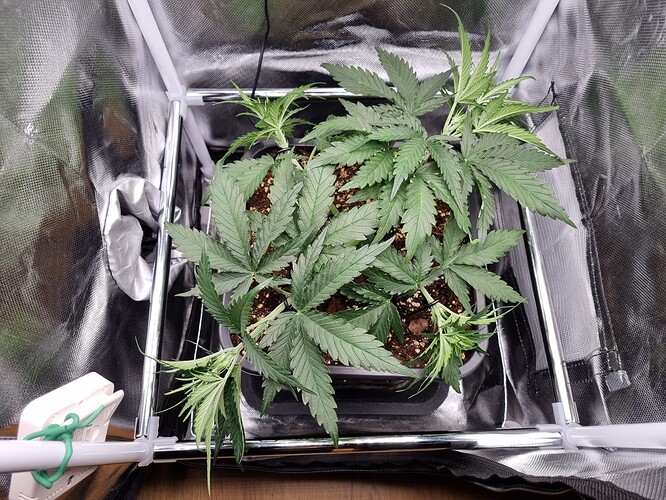 Growreport Bild 3