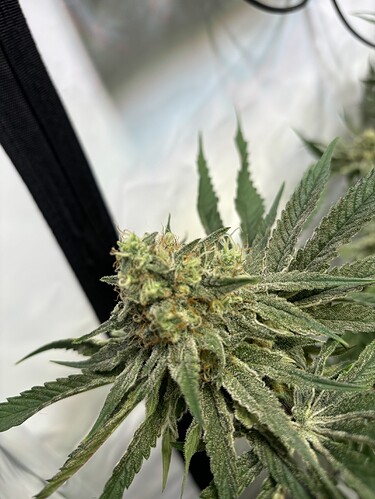 Growreport Bild 3