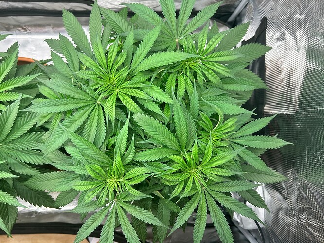 Growreport Bild 29
