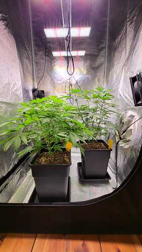 Growreport Bild 26