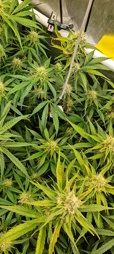 Growreport Bild 20