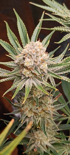 Growreport Bild 4
