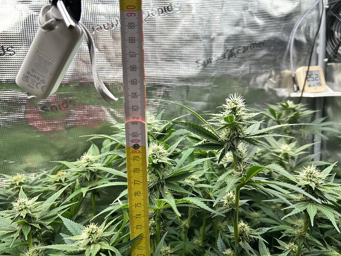 Mehrere Cannabis-Pflanzen in der Blütephase, gemessen mit einem Maßband, das von 70 bis 90 cm reicht. Im Hintergrund sind ein Lüfter und ein Thermometer/Hygrometer zu sehen.