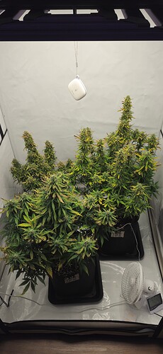Growreport Bild 1