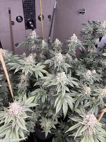 Growreport Bild 14