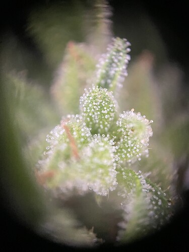 Growreport Bild 31