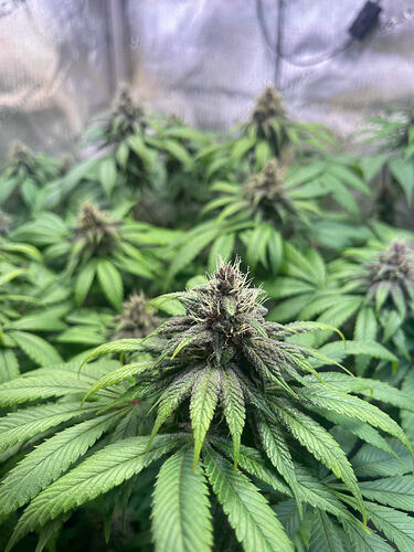 Growreport Bild 6