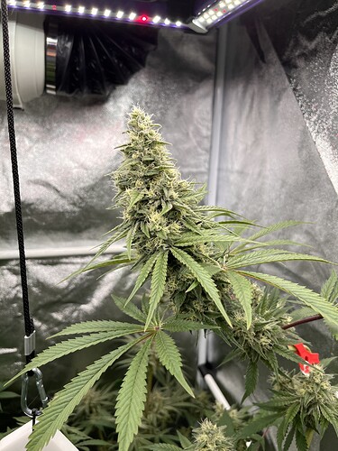 Growreport Bild 2