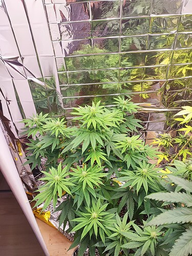 Growreport Bild 2