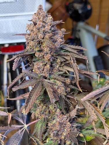 Growreport Bild 3