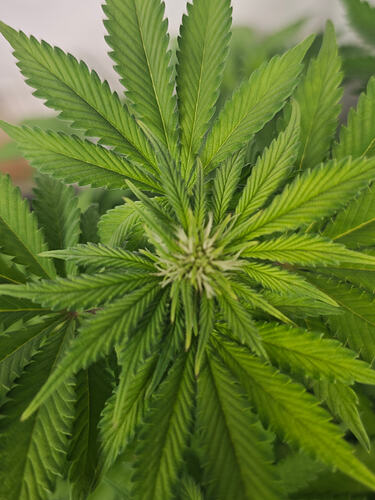Growreport Bild 29